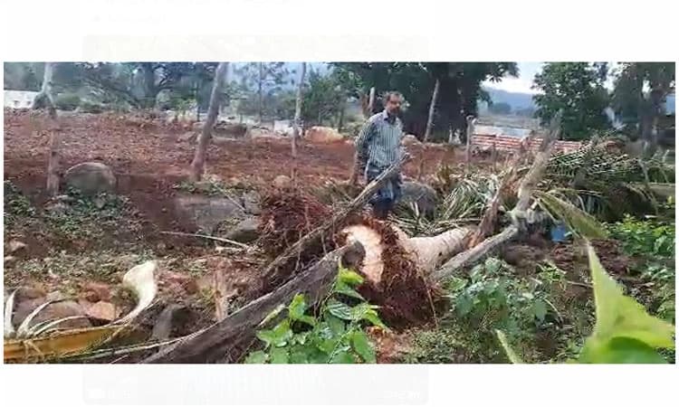 Hanur: ಕಾಡಾನೆ ದಾಳಿ; 25ಕ್ಕೂ ಹೆಚ್ಚು ತೆಂಗಿನ ಮರಗಳಿಗೆ ಹಾನಿ