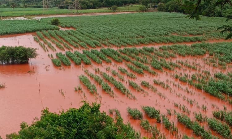 ನಿರಂತರ ಮಳೆ: ಕೃಷಿ ಭೂಮಿಗಳು ಜಲಾವೃತ, ತುಂಗಭದ್ರಾ ಜಲಾಶಯದಲ್ಲಿ49 ಟಿಎಂಸಿ‌ ನೀರು ಸಂಗ್ರಹ