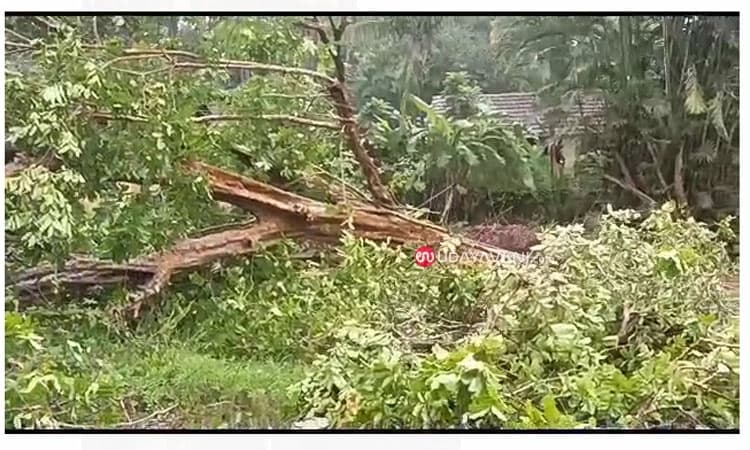 Kaup: ಉರುಳಿ ಬಿದ್ದ ಬೃಹತ್ ಗಾತ್ರ ಮರ; ಹೆದ್ದಾರಿ ಸಂಚಾರ ಅಸ್ತವ್ಯಸ್ತ