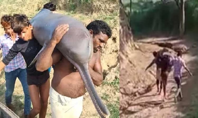 Dolphin: ಯಮುನಾ ನದಿಯಲ್ಲಿ ಡಾಲ್ಫಿನ್‌ ಹಿಡಿದು ಅಡುಗೆ ಮಾಡಿ ತಿಂದ ಮೀನುಗಾರ ಜೈಲುಪಾಲು!