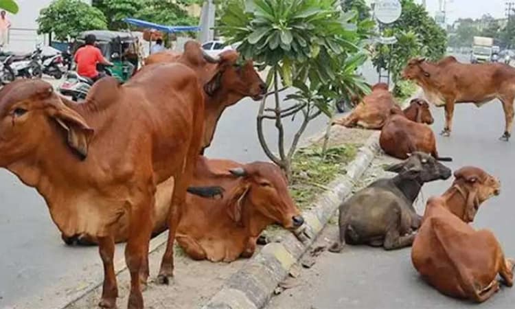 Madhya Pradesh; ದನ ಬೇಕಾಬಿಟ್ಟಿ ತಿರುಗಾಡಿದ್ರೆ ಮಾಲೀಕನಿಗೆ ಚಪ್ಪಲಿಯಿಂದ 5 ತಪರಾಕಿ!