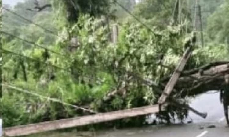 Thirthahalli-Shivamogga ಹೆದ್ದಾರಿಯಲ್ಲಿ ಧರೆಗೆ ಉರುಳಿದ ಮರ; ಸಂಚಾರ ಅಸ್ತವ್ಯಸ್ತ