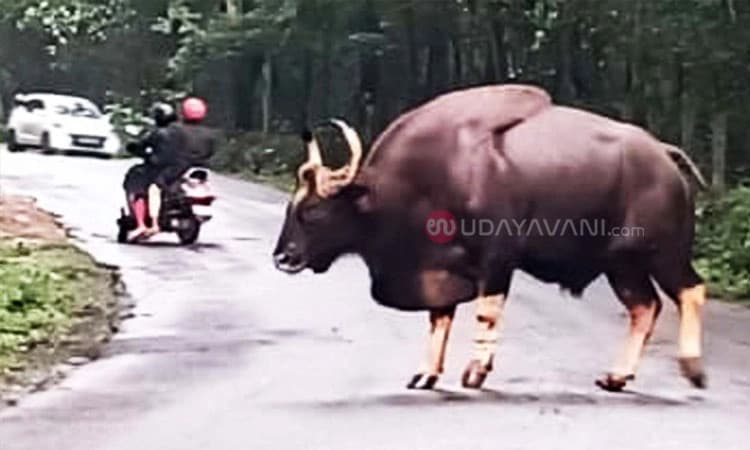 ಶಿರ್ವ: ಪಿಲಾರುಕಾನ ನಡುರಸ್ತೆಯಲ್ಲೇ ಕಾಡುಕೋಣ ತಿರುಗಾಟ