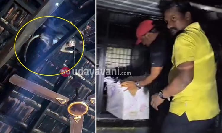 ಕಾಪು: ಗಾಯಗೊಂಡು ರಾತ್ರೋ ರಾತ್ರಿ ಮನೆಯೊಳಗೆ ಪ್ರತ್ಯಕ್ಷವಾದ ಕೋತಿ