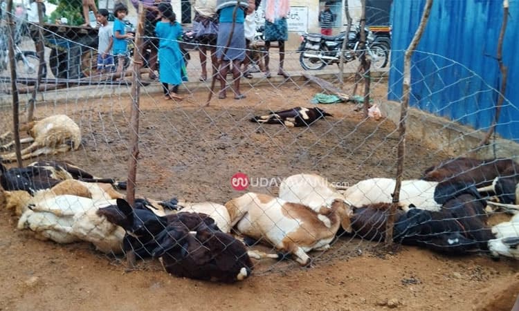 Pavagada: ವಿದ್ಯುತ್ ತಗುಲಿ 19 ಕುರಿ ಸಾವು