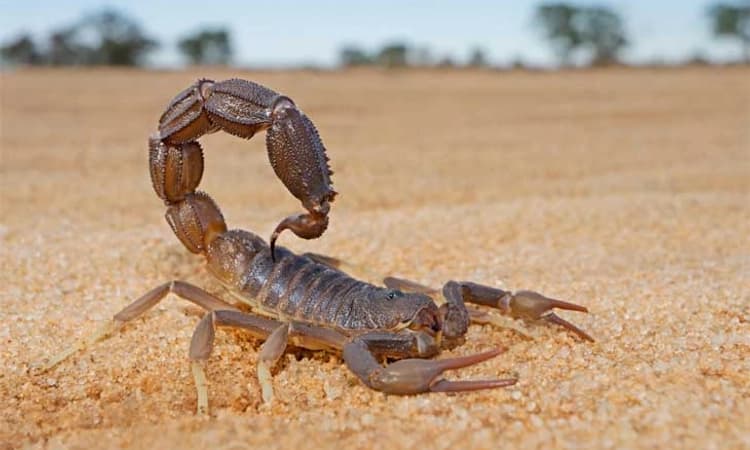 Scorpion; ವರ್ಷ ಪೂರ್ತಿ ಆಹಾರ ಇಲ್ಲದೇ ಇದ್ದರೂ ಬದುಕಬಲ್ಲದು ಈ ಚೇಳು!