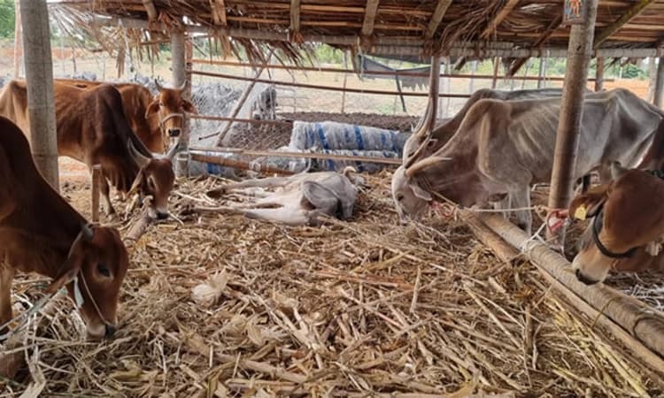 ಕೊರಟಗೆರೆ: ಸರಕಾರಿ ಗೋಮಾಳದ ಜಮೀನಿನ ದಾರಿಗೆ ಹಗ್ಗಜಗ್ಗಾಟ