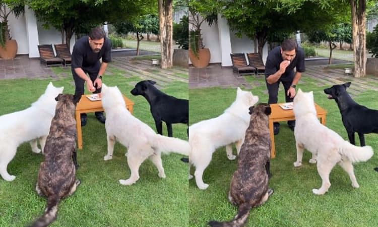 Viral Video ; ಬರ್ತ್ ಡೇ ದಿನ ಮುದ್ದಾದ ಶ್ವಾನಗಳೊಂದಿಗೆ ಧೋನಿ ಸಂಭ್ರಮ