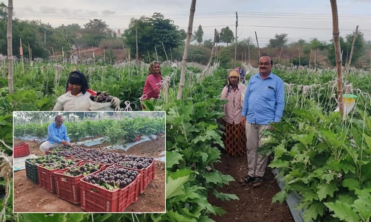 ಬದನೆಯಿಂದ ಲಕ್ಷಾಂತರ ಲಾಭ ಪಡೆದ ದೇವರಾಜ… ಒಂದು ದಿನಕ್ಕೆ ಒಂದು ಟನ್ ಇಳುವರಿ