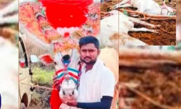 ಬ್ಯಾಡಗಿ: ಜೋಡೆತ್ತು ರಕ್ಷಿಸಲು ಹೋಗಿ ಜೀವಬಿಟ್ಟ ರೈತ