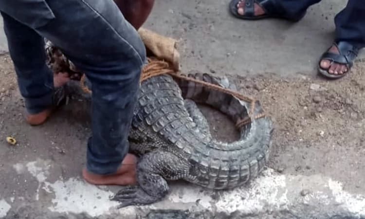 ರಾಯಚೂರು: ಆಹಾರ ಅರಸಿ ಊರಿಗೆ ನುಗ್ಗಿದ ಮೊಸಳೆ… ಕಂಗಾಲಾದ ಗ್ರಾಮಸ್ಥರು