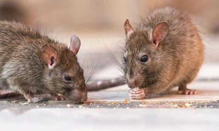 21kg ಗಾಂಜಾ ಸ್ವಾಹಾ ಮಾಡಿದ ಇಲಿಗಳು!; ಇಬ್ಬರು ಆರೋಪಿಗಳು ಖುಲಾಸೆ