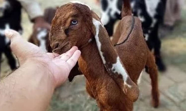 Goat: ತಾನು ಬಲಿಕೊಟ್ಟು ತಂದ ಮೇಕೆಯ ಮಾಂಸವನ್ನು ತಿನ್ನುವಾಗಲೇ ಮೃತಪಟ್ಟ ವ್ಯಕ್ತಿ; ಆದದ್ದೇನು?