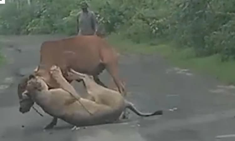 Viral Video; ಹಸಿದ ಸಿಂಹದ ಬಾಯಿಯಿಂದ ಗೋವನ್ನು ರಕ್ಷಿಸಿದ ಧೈರ್ಯಶಾಲಿ ರೈತ !