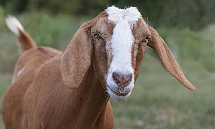 ಆಡಿನ ಮಾಲೀಕತ್ವಕ್ಕಾಗಿ ಇಬ್ಬರ ನಡುವೆ ಜಗಳ&#8230; ಹಬ್ಬಕ್ಕೆ ಬಲಿಯಾಗಬೇಕಿದ್ದ ಆಡು ಬಚಾವ್