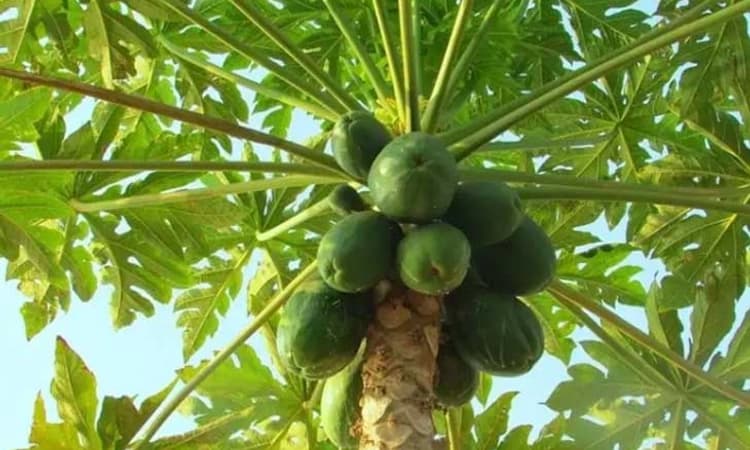 Papaya ಬೆಳೆದು ಲಾಭ ಕಂಡ ಯುವ ರೈತ; ಒಣ ಭೂಮಿಯಲ್ಲಿ ಪದವೀಧರನ ಯಶೋಗಾಥೆ