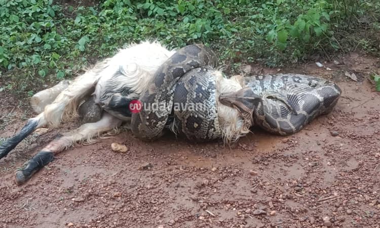 ಕಡಬ: 45 ಕೆಜಿ ತೂಕದ ಆಡನ್ನೇ ನುಂಗಲು ಯತ್ನಿಸಿದ ಹೆಬ್ಬಾವು…