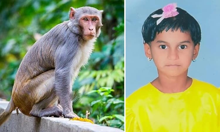 ಧಾರವಾಡ: ಕೋತಿ ದಾಳಿ… ಬಾಲಕಿಗೆ ಗಂಭೀರ ಗಾಯ