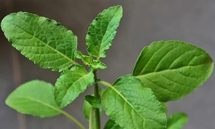 Benefits Of Basil Leaves ; ತುಳಸಿ ಎಲೆಯ ಉಪಯೋಗಗಳು