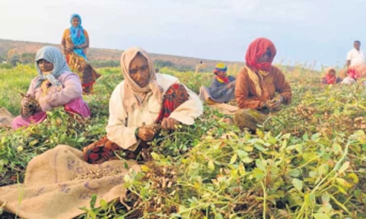 Backwater agriculture; ಹಿನ್ನೀರ ಕೃಷಿ ಬರದಲ್ಲೂ ಬಾಗಲಕೋಟೇಲಿ ಭರಪೂರ ಬೆಳೆ!