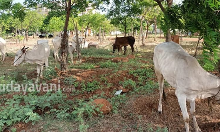 Muddebihal; 45 ಗೋವುಗಳ ರಕ್ಷಣೆ; ಲಾರಿ ವಶ; ಎಫ್ಐಆರ್ ದಾಖಲು