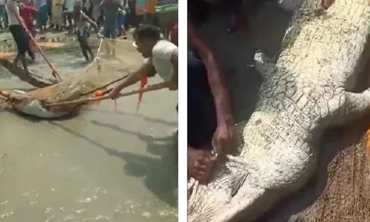 10 ವರ್ಷದ ಬಾಲಕನನ್ನು ಬಲಿ ಪಡೆದ ಮೊಸಳೆಯನ್ನು ಕೋಲುಗಳಿಂದ ಬಡಿದು ಸಾಯಿಸಿದರು ಗ್ರಾಮಸ್ಥರು.!