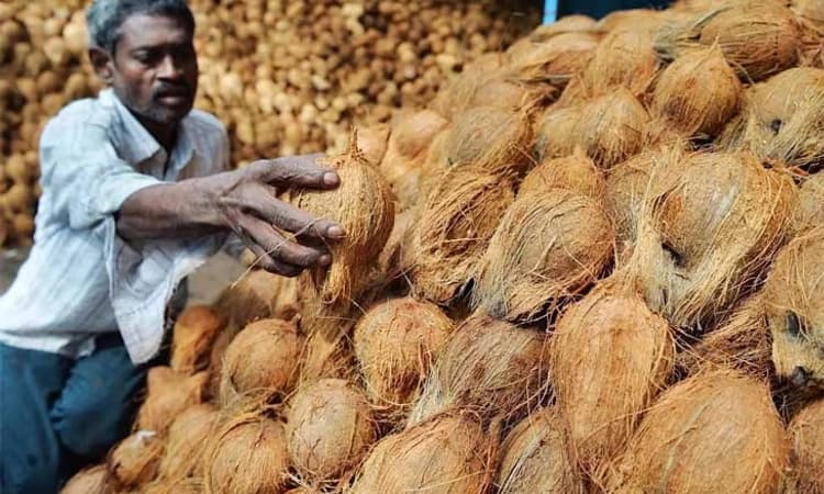 ತೆಂಗಿನ ಪೌಡರ್‌ಗೆ ತಗ್ಗಿದ ಬೇಡಿಕೆ; ಆತಂಕದಲ್ಲಿ ತೆಂಗು ಬೆಳೆಗಾರರು