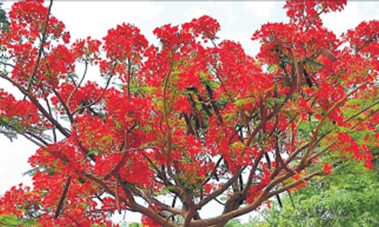 ದೋಟಿಹಾಳ: ಫೋಟೋಶೂಟ್‌ ಸ್ಪಾಟ್‌-ರಸ್ತೆ ಬದಿಯಲ್ಲಿ ಗುಲ್‌ ಮೊಹರ್‌ ಸೊಬಗು