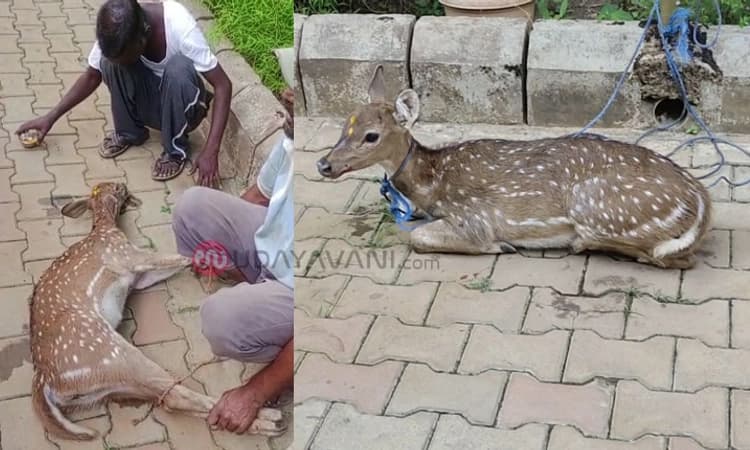 Dandeli:ಬೀದಿ ನಾಯಿಗಳ ದಾಳಿಯಿಂದ ಜಿಂಕೆಯನ್ನು ರಕ್ಷಿಸಿ ಅರಣ್ಯ ಇಲಾಖೆಗೆ ಒಪ್ಪಿಸಿದ ಸ್ಥಳೀಯರು
