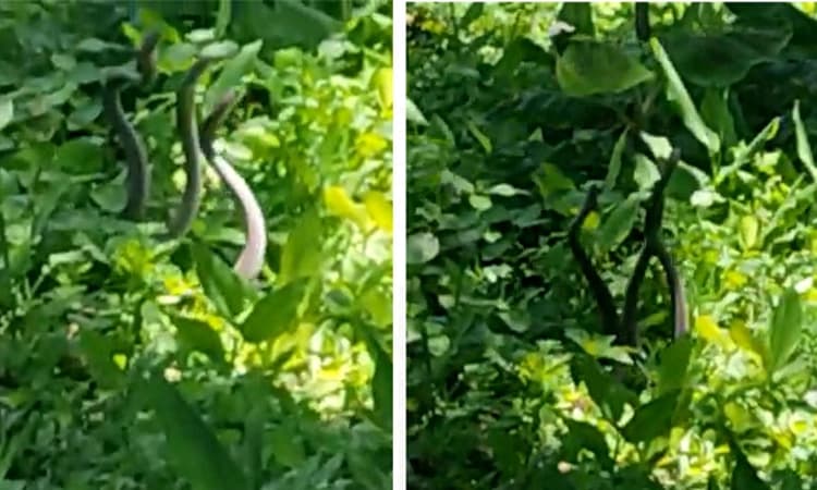 Hunsur: ಸರಸದಲ್ಲಿ ತೊಡಗಿರುವ ಮೂರು ಹಾವುಗಳು