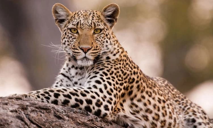 Kaup News: ಅದಮಾರು – ಎರ್ಮಾಳಿನಲ್ಲಿ ಚಿರತೆ ಪ್ರತ್ಯಕ್ಷ