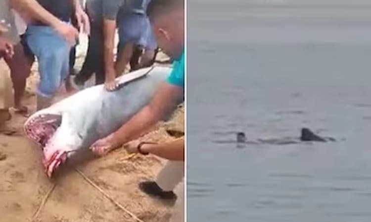 Egypt; ಕೆಲವೇ ಕ್ಷಣಗಳಲ್ಲಿ ಯುವಕನನ್ನು ತಿಂದುಹಾಕಿದ ಶಾರ್ಕ್‌!