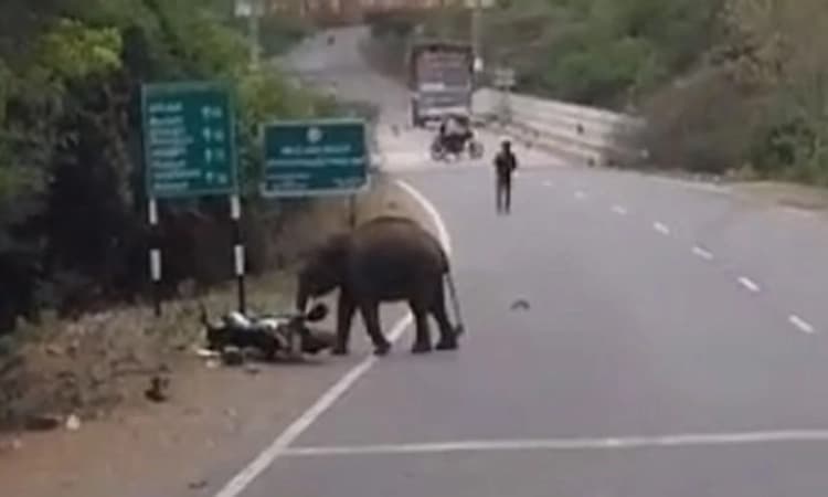 Hanur ಹೆದ್ದಾರಿಯಲ್ಲಿ ಕಾಡಾನೆ ದಾಳಿ: ಕೂದಲೆಳೆ ಅಂತರದಲ್ಲಿ ಬೈಕ್ ಸವಾರರು ಪಾರು