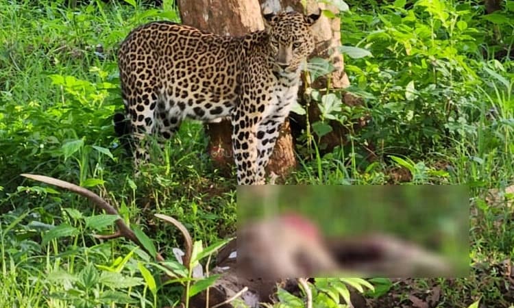 HUNSUR: ಜಿಂಕೆಯನ್ನು ಬೇಟೆಯಾಡಿ ಮಾಂಸ ತಿನ್ನುತ್ತಿರುವ ಚಿರತೆ; ವಿಡಿಯೋ