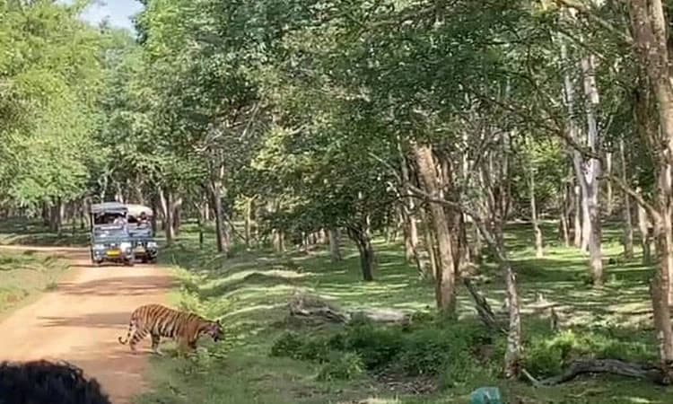 Tiger cubsಗಳೊಂದಿಗೆ ಬಿಂದಾಸ್ ಆಗಿ ಹೆಜ್ಜೆ ಹಾಕಿದ ತಾಯಿ ಹುಲಿ; ಪ್ರವಾಸಿಗರು ಪುಲ್ ಖುಷ್