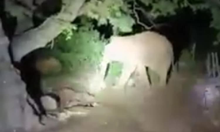 Hanur ಒಂಟಿ ಸಲಗ ಭೀತಿಯಲ್ಲಿ ಗ್ರಾಮಸ್ಥರು: ಕತ್ತಲಾಗುತ್ತಿದ್ದಂತೆ ಮನೆ ಸೇರಬೇಕು