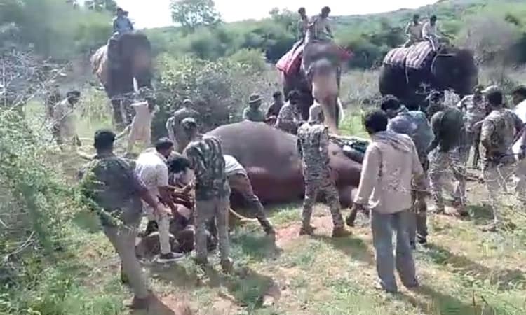 Ramanagara : ಭೀತಿ ಮೂಡಿಸಿದ್ದ ಒಂಟಿ ಸಲಗ ಸೆರೆ ; ಕಾರ್ಯಾಚರಣೆ ಯಶಸ್ವಿ