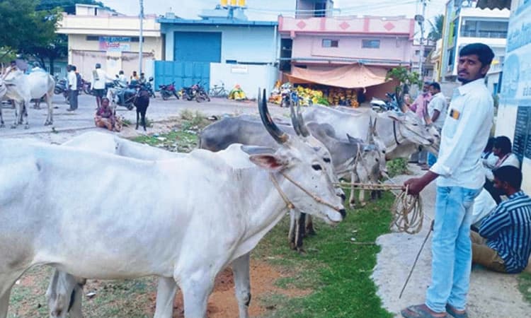 ಮುಂಗಾರು ಹೊಸ್ತಿಲಲ್ಲಿ ಕಳೆಗಟ್ಟಿದ ರಾಸುಗಳ ಸಂತೆ