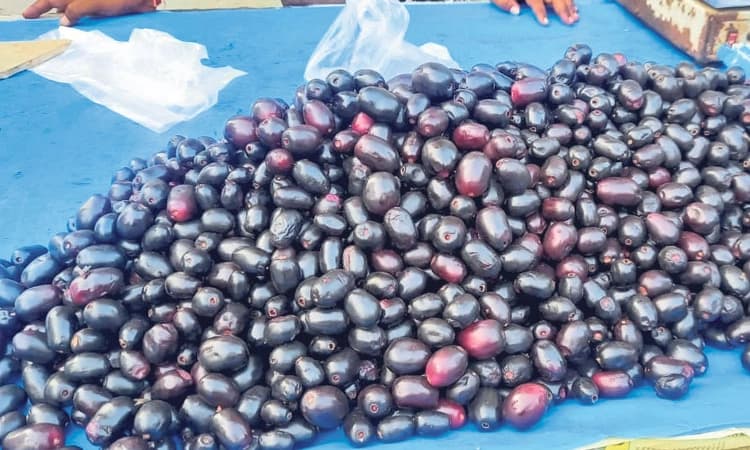 Udupi ನಗರದಲ್ಲಿ ನೇರಳೆ ಹಣ್ಣಿನತ್ತ ಗ್ರಾಹಕರ ಆಕರ್ಷಣೆ