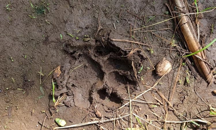 ಹನಗೋಡಿನಲ್ಲಿ ಮತ್ತೆ ಕಾಣಿಸಿಕೊಂಡ ಹುಲಿ ಹೆಜ್ಜೆ; ಗ್ರಾಮಸ್ಥರಲ್ಲಿ ಆತಂಕ