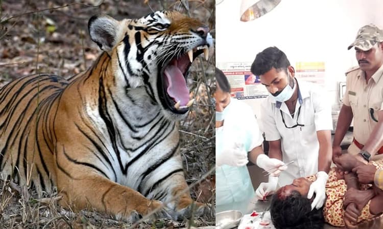 ಚಿಕ್ಕಮಗಳೂರು: ಕಾಫಿತೋಟದ ಕಾರ್ಮಿಕ ಮಹಿಳೆ ಮೇಲೆ ಹುಲಿ ದಾಳಿ