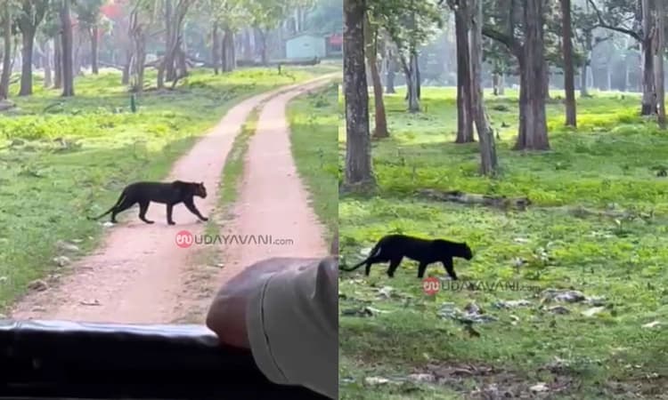 HUNSUR: ಕೆಲ ದಿನಗಳಿಂದ ಕಣ್ಮರೆಯಾಗಿದ್ದ ಕಪ್ಪು ಚಿರತೆ ಪತ್ತೆ