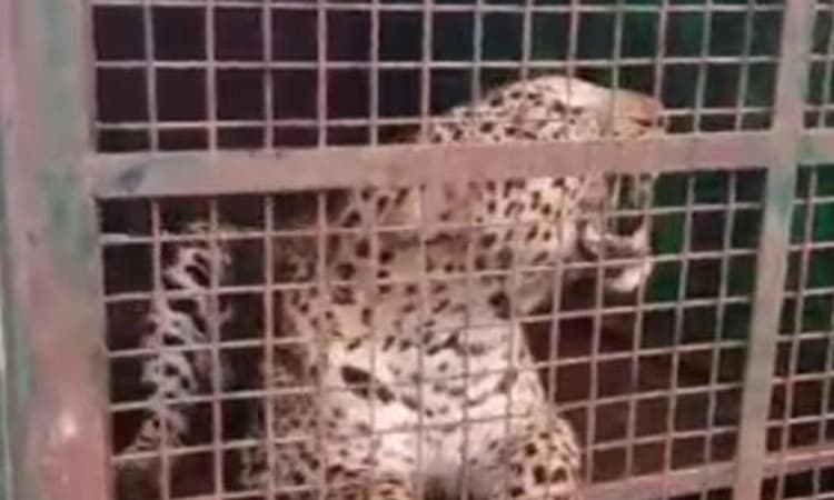 ಹಾರೋಹಳ್ಳಿ: ಬೋನಿಗೆ ಬಿದ್ದ ಹತ್ತು ವರ್ಷದ ಗಂಡು ಚಿರತೆ