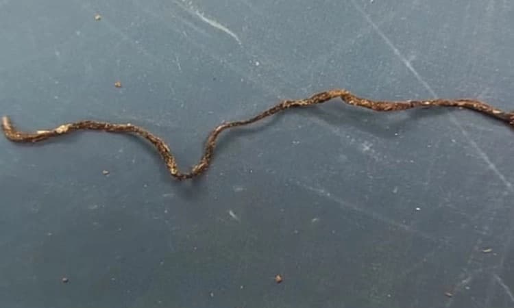 Snake: ಆಟ ಆಡುತ್ತಿದ್ದಾಗ ಹಾವನ್ನೇ ಜಗಿದು ತಿಂದ 3 ವರ್ಷದ ಮಗು; ಸತ್ತು ಹೋದದ್ದು ಹಾವು.!