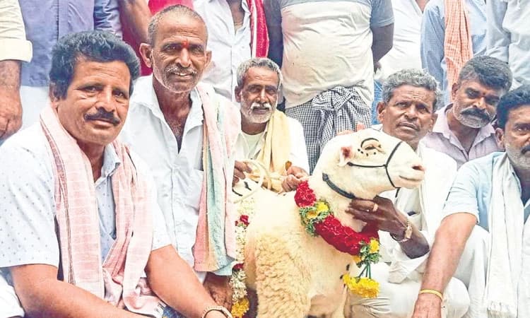 ಬಂಡೂರು ಟಗರು 1.10 ಲಕ್ಷ ರೂ.  