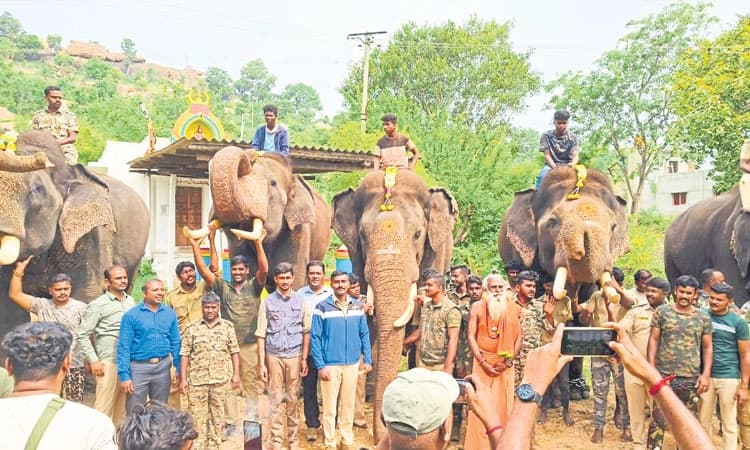 ಪುಂಡಾನೆ ಸೆರೆಗೆ ಅರ್ಜುನ, ಅಭಿಮನ್ಯು ಸಾರಥ್ಯ!