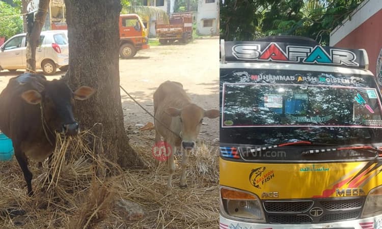 Ullala: ಅಕ್ರಮ ಜಾನುವಾರು ಸಾಗಾಟ ಪತ್ತೆ ಹಚ್ಚಿದ ಬಜರಂಗದಳ