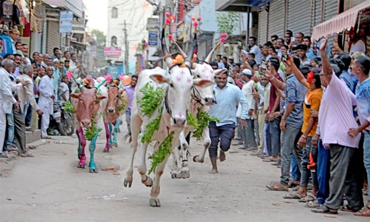 ಕಾರ ಹುಣ್ಣಿಮೆ ನಿಮಿತ್ತ ಸಂಭ್ರಮದ `ಕರಿ’ ಹರಿಯುವ ಕಾರ್ಯಕ್ರಮ