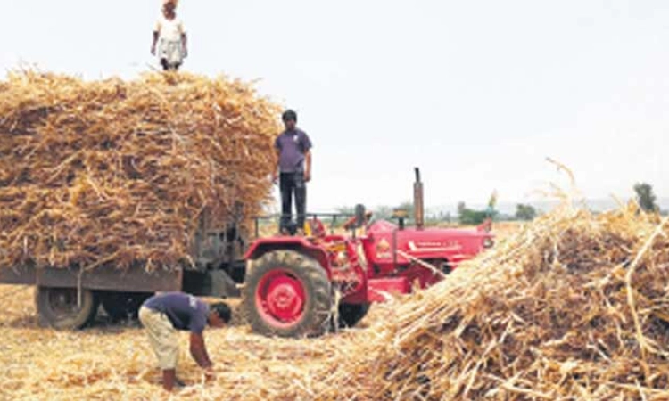 ಗಜೇಂದ್ರಗಡ:ವಾಣಿಜ್ಯ ಬೆಳೆ ಬೆನ್ನು ಹತ್ತಿದ ರೈತರು;ಅನ್ನ ದಾತನಿಗೆ ಮೇವು-ಹೊಟ್ಟಿನದ್ದೇ ಚಿಂತೆ