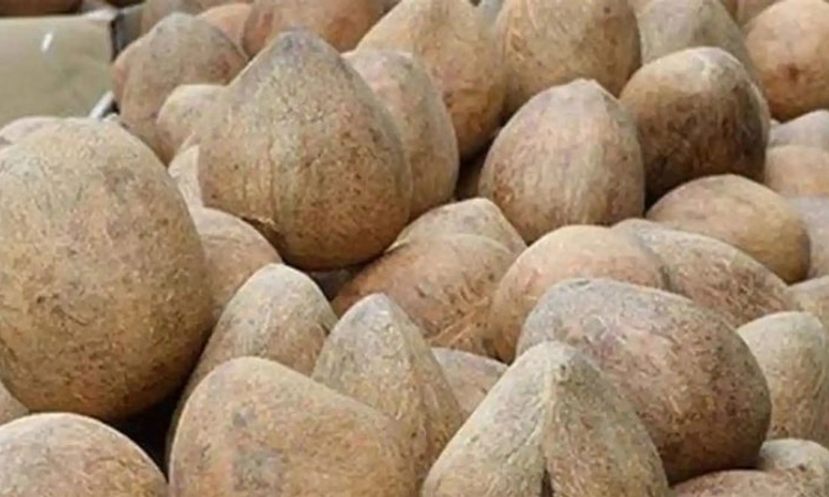 ಕೊಬ್ಬರಿ ಖರೀದಿ ನೋಂದಣಿ: ಮುಗಿಬಿದ್ದ ರೈತರು